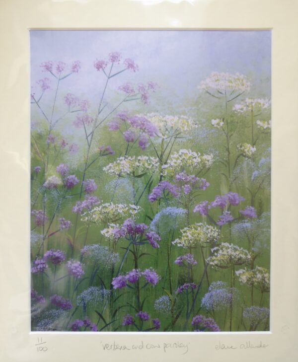 Verbena and Cow Parsley